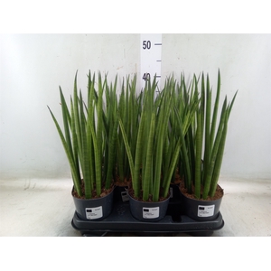 Sansevieria cyl.  ...