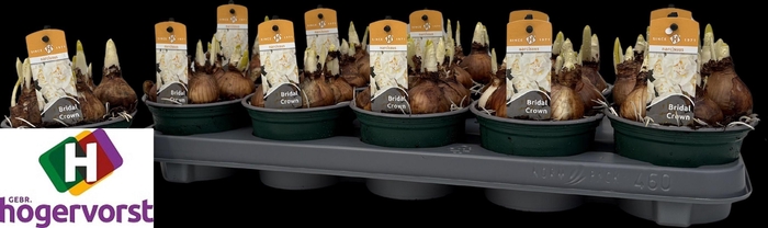 <h4>NARC D BRIDAL CROWN</h4>