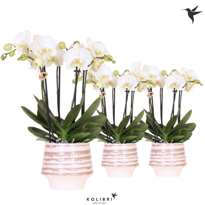 <h4>Kolibri Orchids Phalaenopsis Jewel Ghent 4 spike in Moonstone pot white</h4>