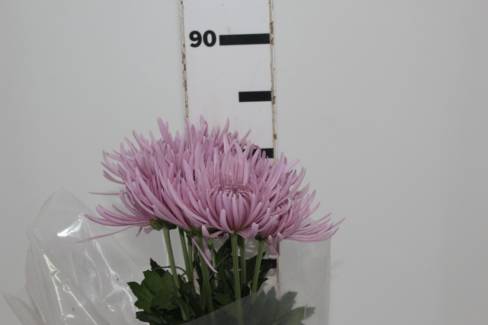 <h4>ANASTASIA CIPRIA 080 CM LILAS</h4>