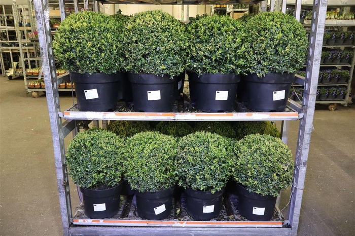 <h4>Buxu Sempervirens</h4>