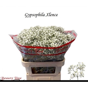 GYPS PA XLENCE
