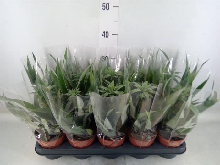 <h4>Ananas  'Mi Amigo'</h4>