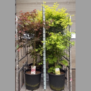 ACER OV