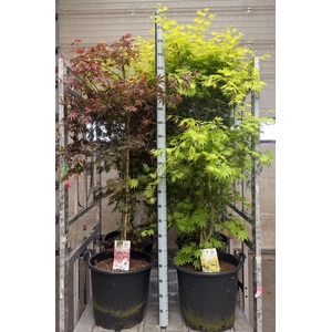 ACER OV