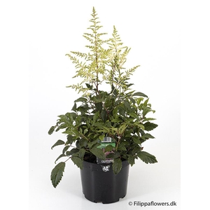 ASTILBE ARENDSII-HYBRID