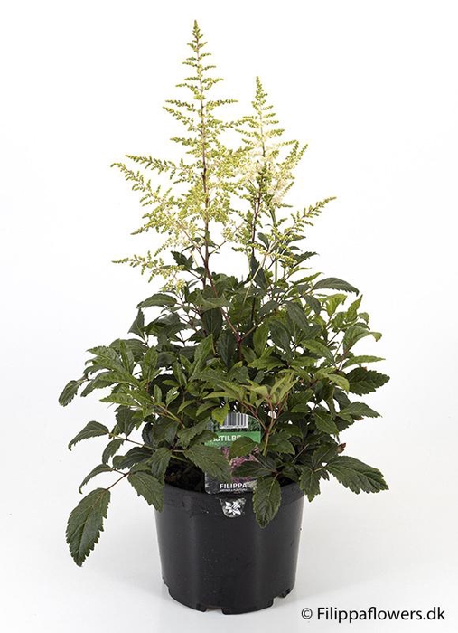 <h4>ASTILBE ARENDSII-HYBRID</h4>