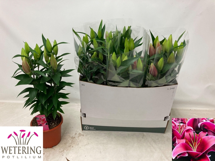 <h4>LIL OR SUNNY KEYS</h4>