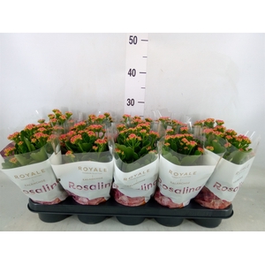 Kalanchoe blos. 'RosDon Victorio'