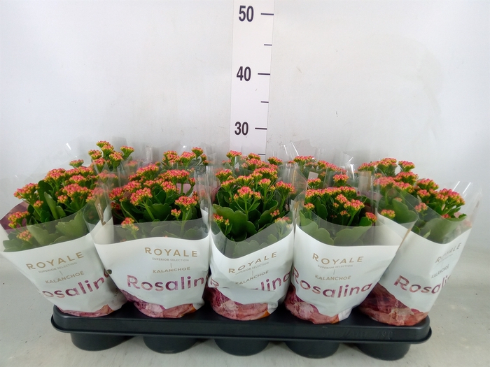 <h4>Kalanchoe blos. 'RosDon Victorio'</h4>