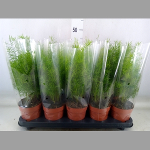 Asparagus dens. 'Sprengeri'