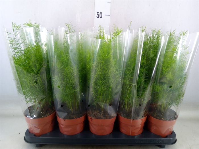 <h4>Asparagus dens. 'Sprengeri'</h4>
