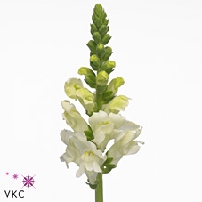 Antirrhinum potomac ivory white