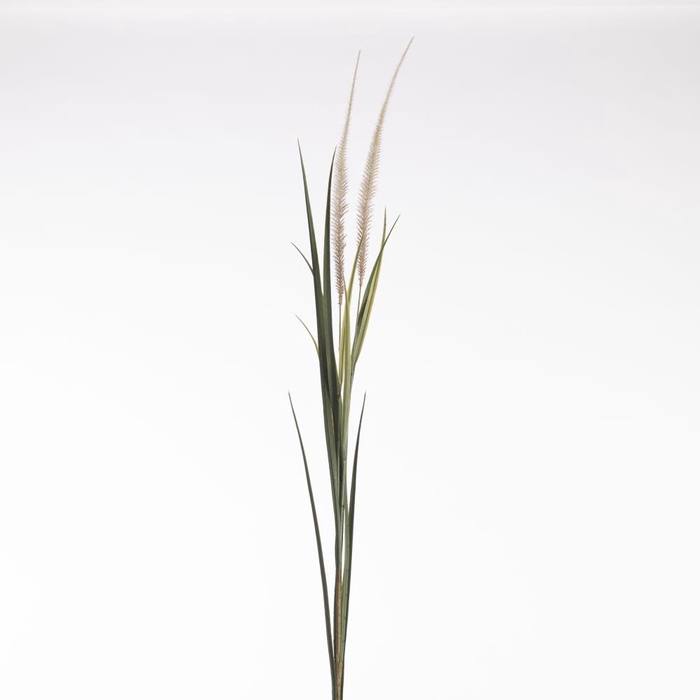 AF Pennisetum x2 L122cm Cream