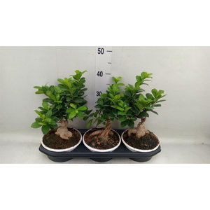 Ficus microcarpa 'Ginseng'