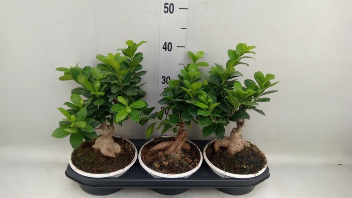<h4>Ficus microcarpa 'Ginseng'</h4>