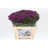 Dianthus Br Amazon Neon Purple