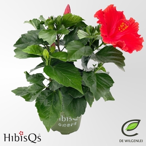 Hibiscus