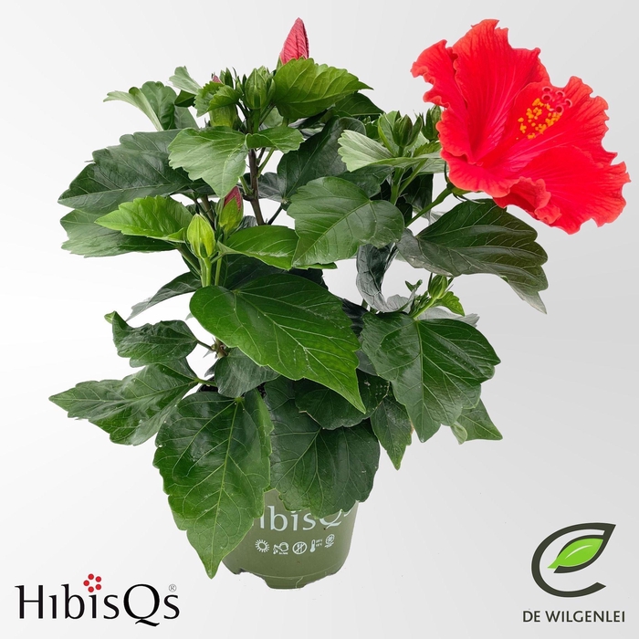<h4>Hibiscus</h4>