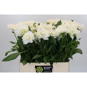 Dahlia White Margot