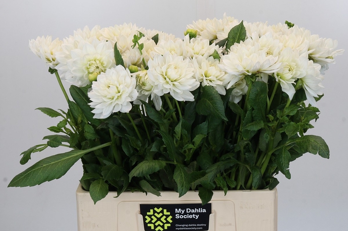 <h4>Dahlia White Margot</h4>