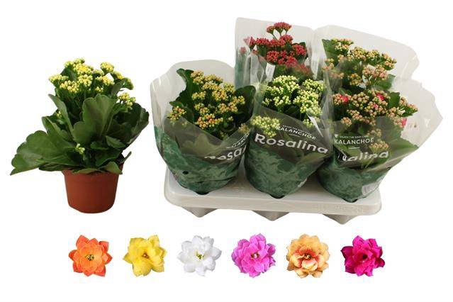 <h4>KALAN CALAN MIX ROSALINA P12</h4>
