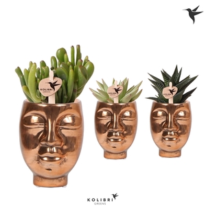 Kolibri Greens Succulenten mix in Face to Face pot bronze