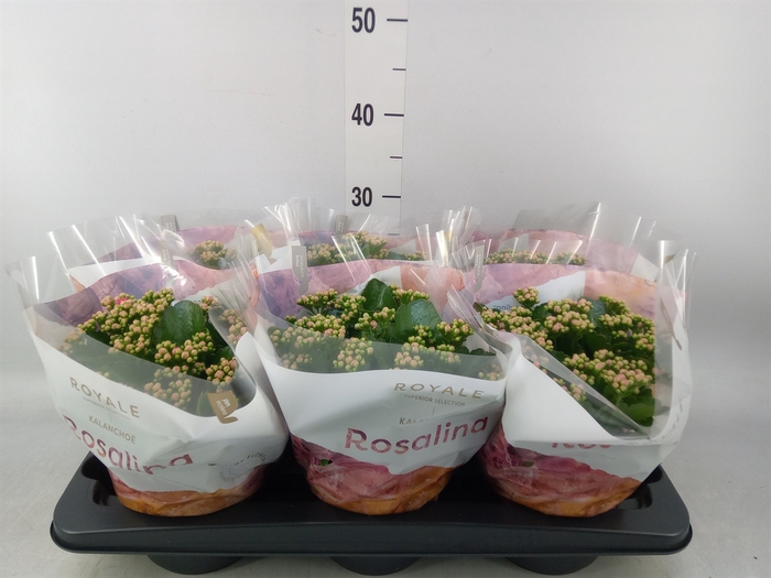 <h4>Kalanchoe blos. 'RosDon Nando'</h4>