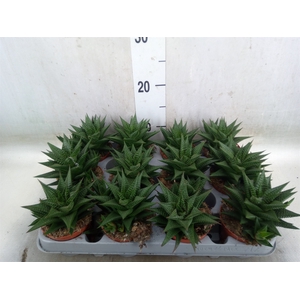 Haworthia limifolia