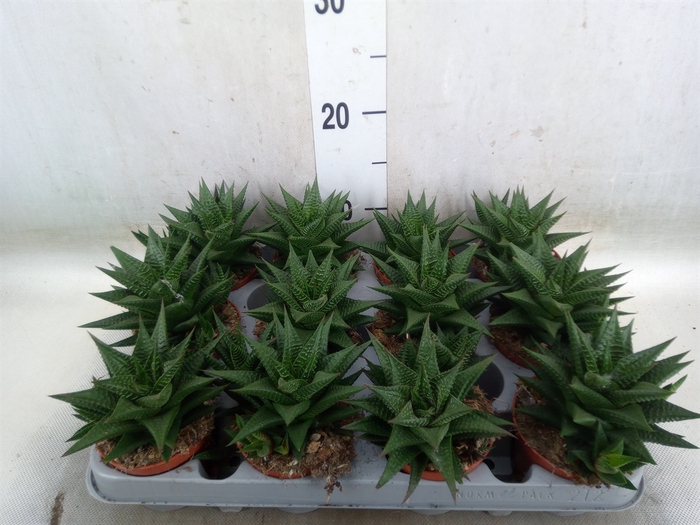 <h4>Haworthia limifolia</h4>