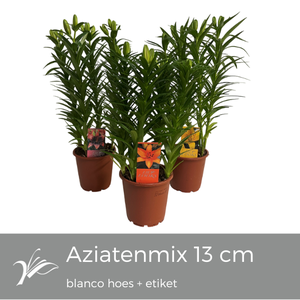 Lilium Tiny mix blanco hoes+etiket (az. lelie)