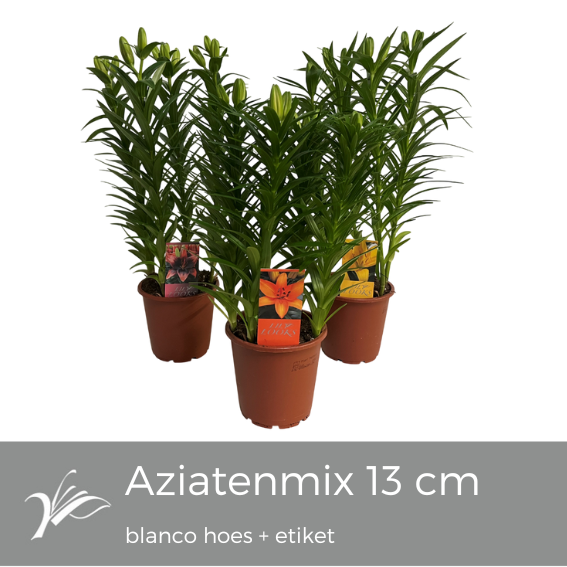 <h4>Lilium Tiny mix blanco hoes+etiket (az. lelie)</h4>