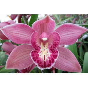 Cymbidium Toledo 80 cm X8 Koningshof
