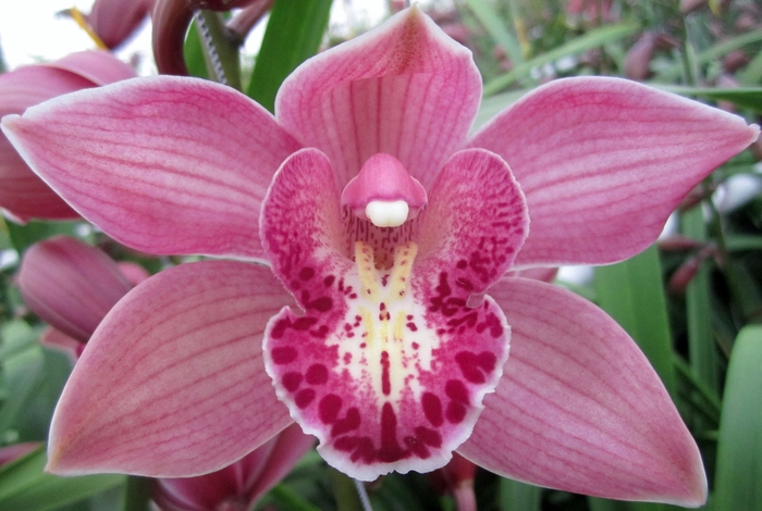 <h4>Cymbidium Toledo 80 cm X2 Koningshof</h4>