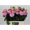 Dahlia Wizard of Oz