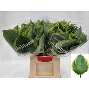 HOSTA F AUREOMARGINA