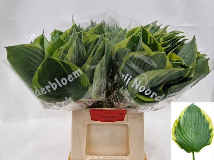 <h4>HOSTA F AUREOMARGINA</h4>
