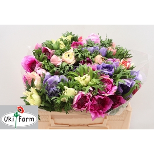 ANEM CO LEVAN ROSA-MIX