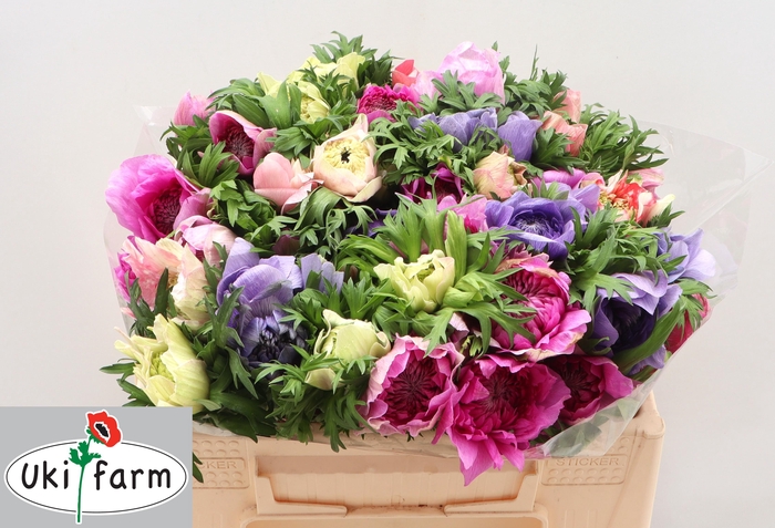 <h4>ANEM CO LEVAN ROSA-MIX</h4>