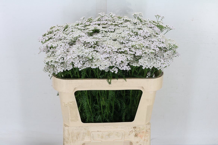 <h4>Achil M White Beauty</h4>