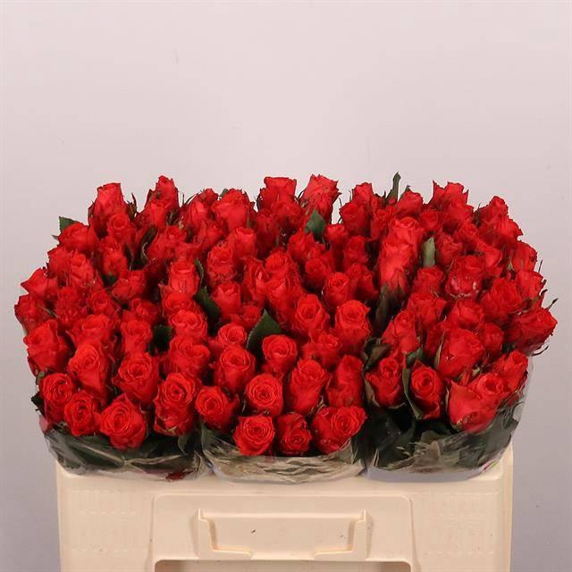 <h4>R GR BRIGHT TORCH</h4>