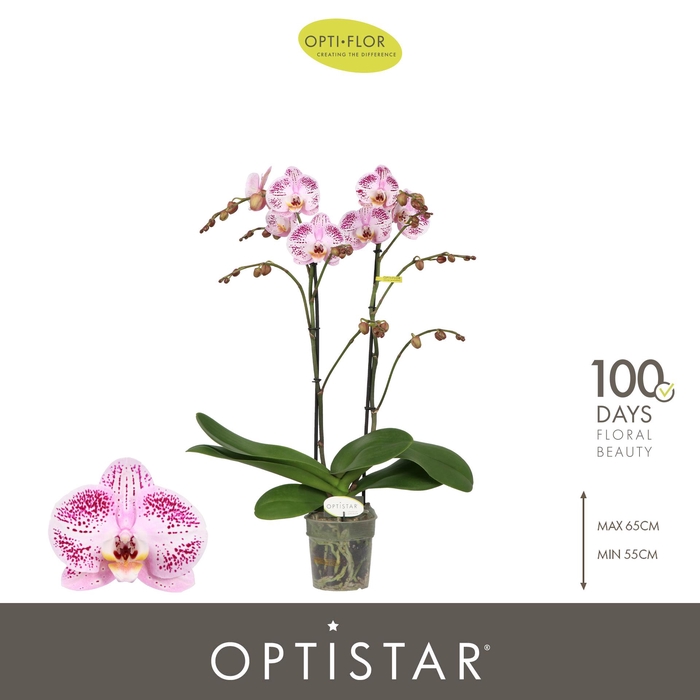 <h4>Optistar Sorano 2 spike</h4>