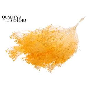 Broom Bloom p/bunch in poly Bleached Apricot