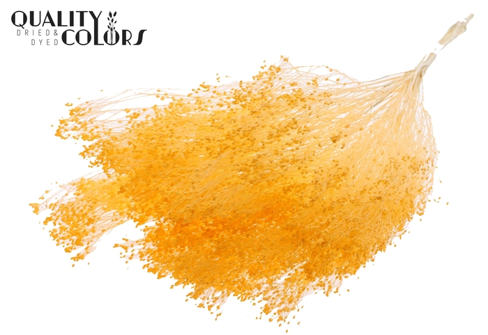 <h4>Broom Bloom p/bunch in poly Bleached Apricot</h4>