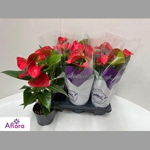 ANTHU AN BAMBINO RED