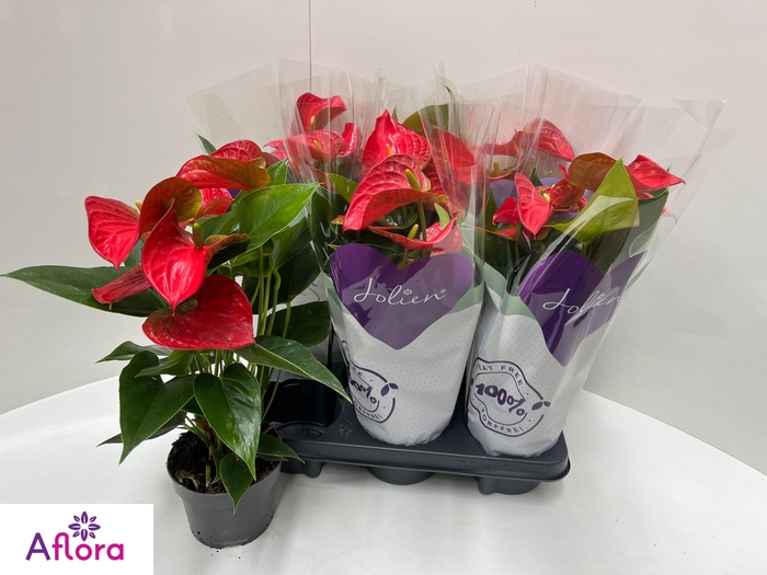 <h4>ANTHU AN BAMBINO RED</h4>