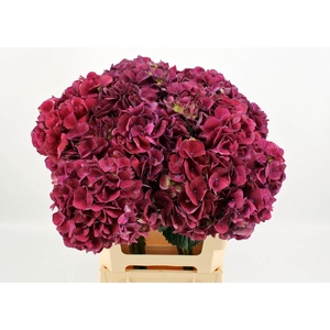 Hydrangea mag trophy violet