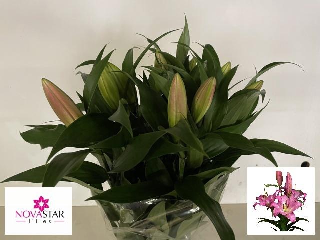 <h4>LI OT MASTER</h4>