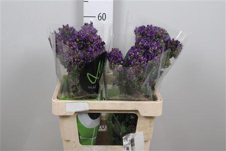 Camp Glom Benova Blue