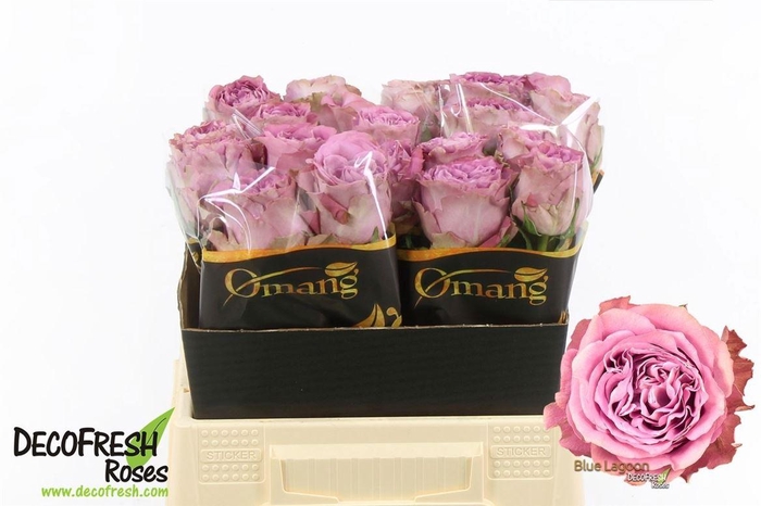 <h4>R Gr Blue Lagoon</h4>